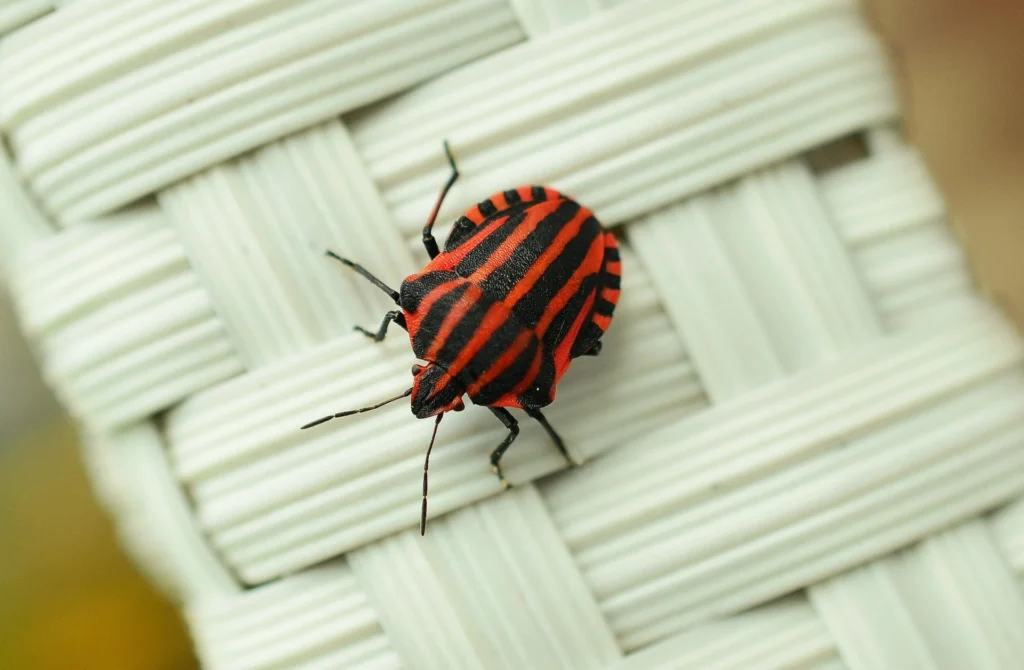 bed bugs in books